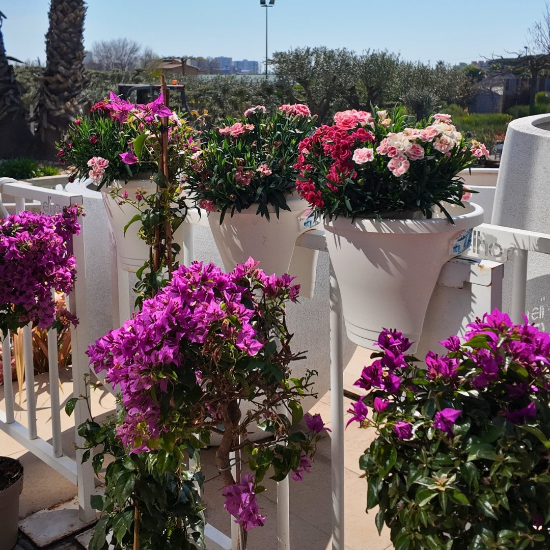 Benvinguda primavera: Una explosió de color al nostre Garden!